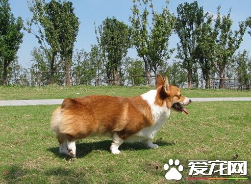 英国女王担心被狗狗绊倒 将不在饲养狗狗