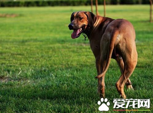 英十岁小女孩被狗狗咬伤 狗主人已被指控