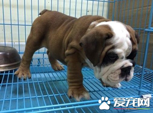 英国高达1.6万镑淡紫色小狗 失窃三月后找到