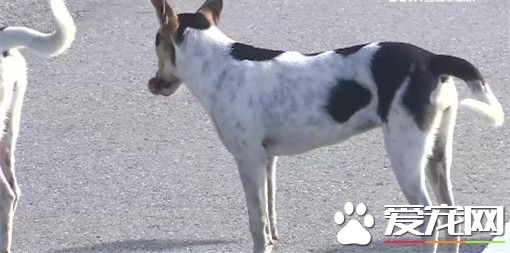 十几只流浪狗围攻 7旬阿婆晨跑遭攻击