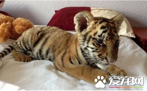 南非宠物虎看病时逃跑 在外游荡2天后被抓回