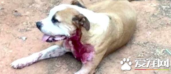 流浪狗为救陌生女子 被刺5刀生命垂危