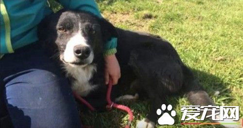 英牧羊犬难忘旧主 跋涉240英里回老家