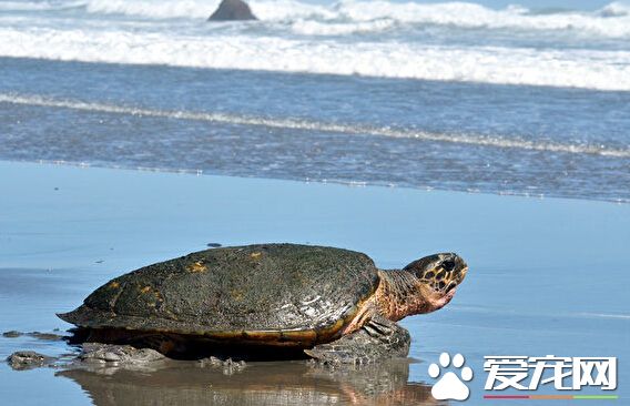小狗和海龟在佛州海域遇险 得好人帮助获救