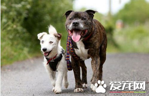 英失明小狗有导盲犬相伴 两狗形影不离