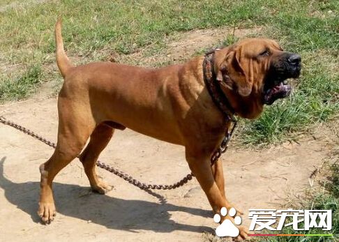 英国狗咬死人频传 饲主将面临终身监禁