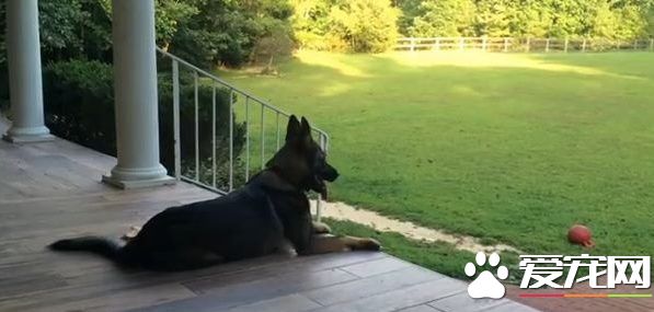 主人说好无聊啊 狗狗的举动你绝对想不到