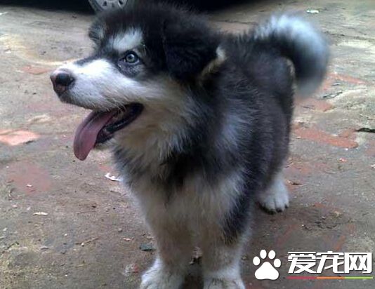 悉尼新生宝宝不慎被宠物狗袭击 面部被咬伤