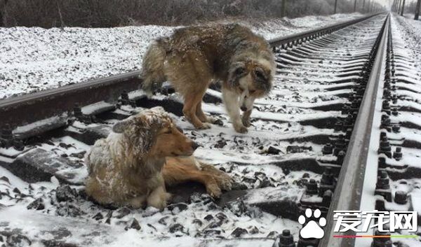 受伤同伴卧倒铁轨 忠狗以身取暖冒险守护
