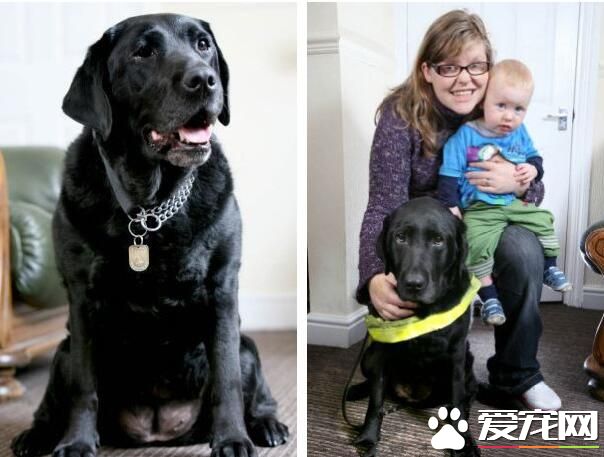 推开婴儿车免于被车撞 英导盲犬勇救婴儿