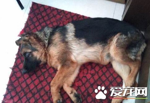 看护失职致狗重病 悉尼宠物所遭罚2500元