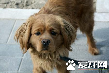 3克拉钻掉地上 贪吃狗直接吞下肚