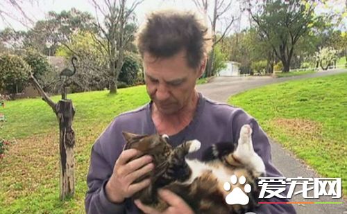 虎斑猫及时提醒 主人免于葬身火海