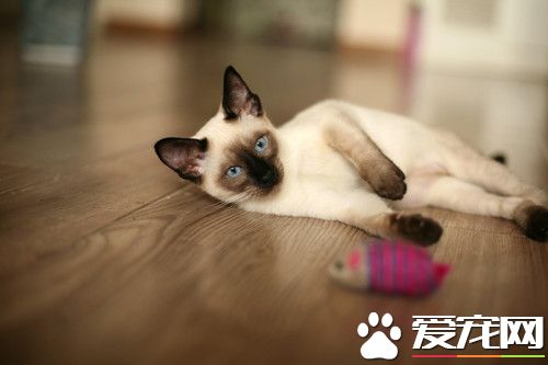 一只猫周旋两家庭达10年 两家争监护权