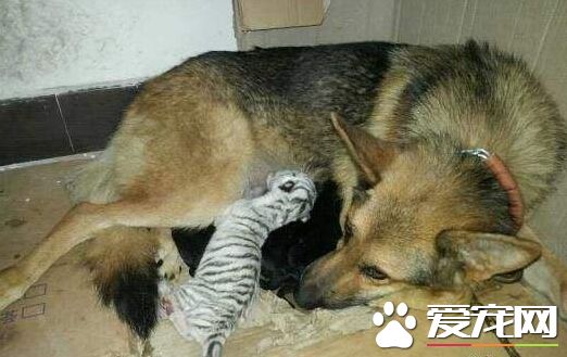 德国牧羊犬当奶妈 喂养刚出生的小白虎