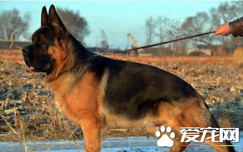 西澳一宠物狗背叛贩毒主人 竟带警察抄家