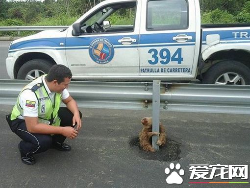 误闯高速公路 树懒抱紧护栏不肯松手