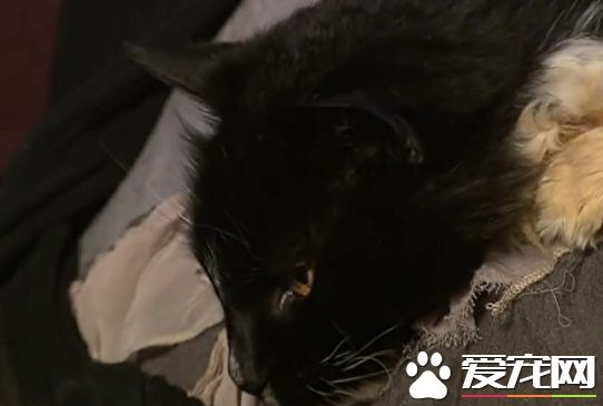 失散13年 澳洲猫咪终于重回主人怀抱