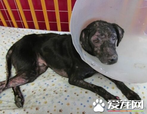 美国小狗得一怪病 靠近人类就会皮肤发炎