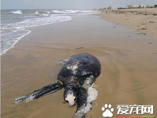 墨西哥沿岸海龟集体死亡 其原因已在调查