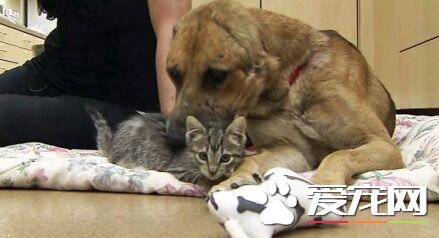 洛杉矶非法斗狗猖獗 德国牧羊犬惨遭割耳