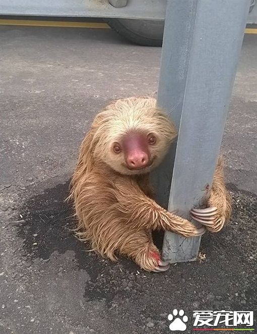 误闯高速公路 树懒抱紧护栏不肯松手