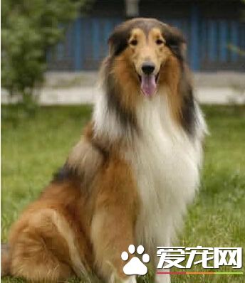 饲主心脏病发三岁灵犬CPR 救主人一命