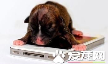 全球最小迷你狗 大小只有iPhone一般大
