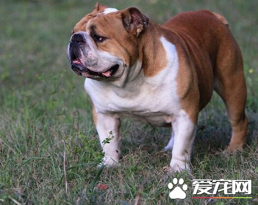 悉尼两岁女孩脸被狗咬 肇事狗被人道毁灭