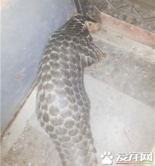 穿山甲偷跑出来逛大街 夜闯卖场被报警处理