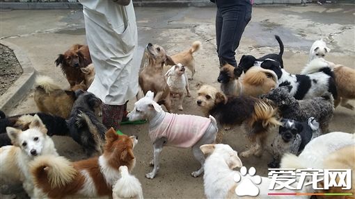 韩国老人为拯救狗狗不被吃 一生积蓄全花光