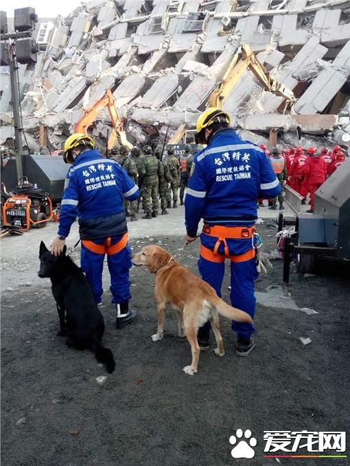 地震搜救犬走失 原来迷恋上母狗忘记回家