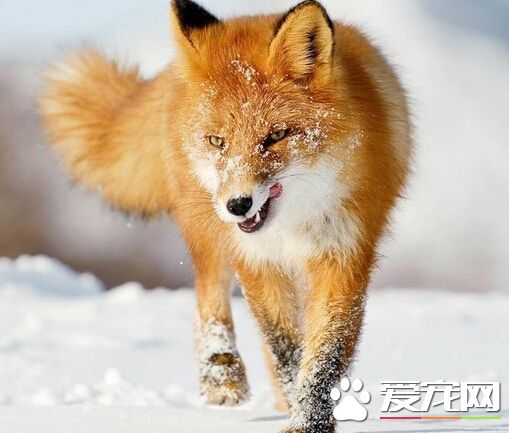 一狐狸夜侵墨市动物园 咬死14只小企鹅