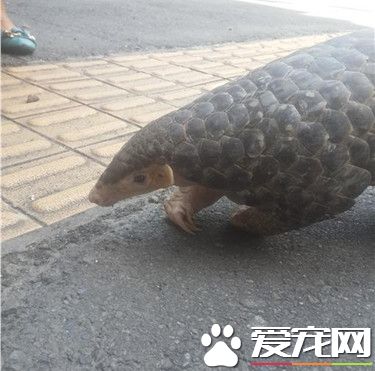 穿山甲偷跑出来逛大街 夜闯卖场被报警处理