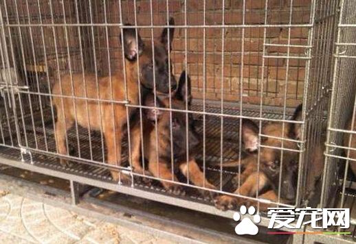 墨尔本一养狗场遭突查 上百只小狗被解救