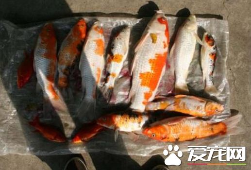 水族馆700条鱼离奇死亡 店主疑有人投毒