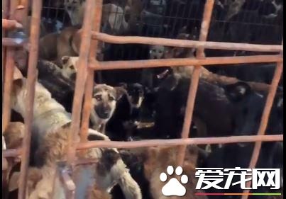 为防狗狗在狗肉节被吃 美籍华人掏11万救400只狗