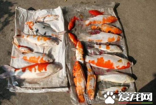 水族馆700条鱼离奇死亡 店主疑有人投毒