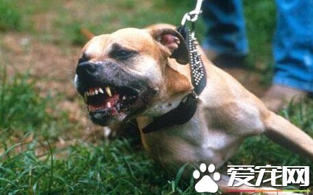 纽省男子纵狗伤人 将被判监7月罚款1.5万