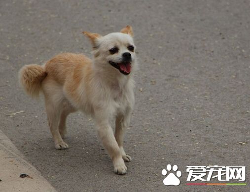 巴西弃养小狗 在加油站找到一份全职工作