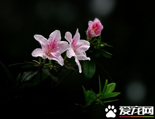 杜鹃花掉叶子怎么办 让杜鹃花多通风透光