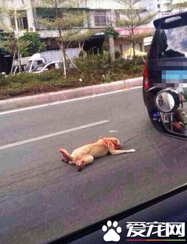 虐杀小狗未被判罪 动物保护组织表示愤慨