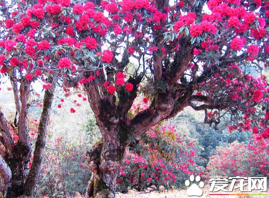 杜鹃花几月开花 温凉地带多在4—6月开花