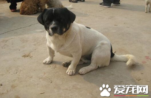 澳洲男子残忍对待狗狗 大难不死开始新生活