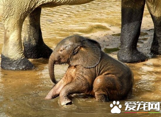 澳墨市动物园首例人工授精小象已出生