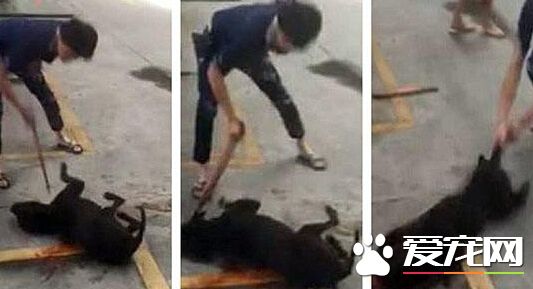 汕头血腥斗狗 比输后狗被主人当场摔死