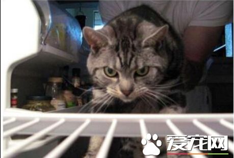 美国恶趣味饲主竟把死猫藏冰箱 活猫叠成堆