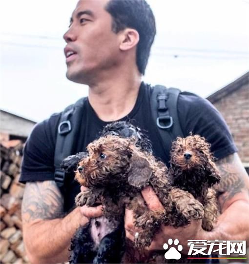 为防狗狗在狗肉节被吃 美籍华人掏11万救400只狗