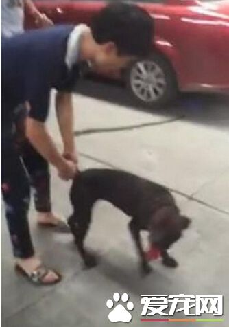 汕头血腥斗狗 比输后狗被主人当场摔死