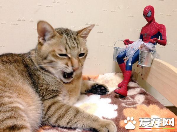 够了！蜘蛛侠，你个娘炮居然穿裙子！